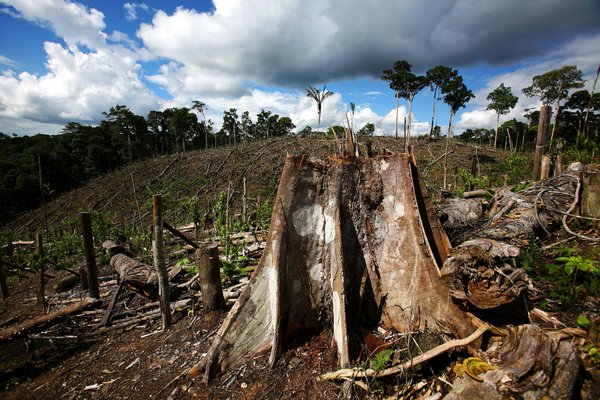Deforestation in Uganda. PHOTO BY WWF