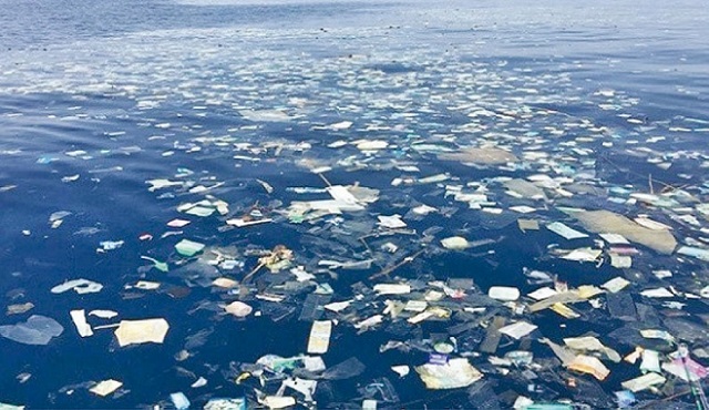 great pacific garbage patch birds