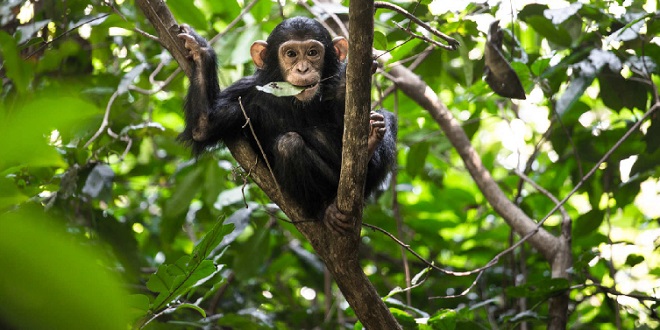 When chimpanzees attack women, children