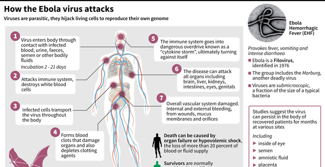 How Ebola virus has spread to Uganda from DRC