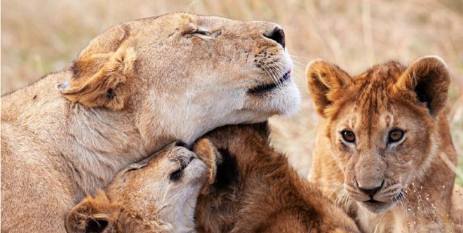 The Queen Elizabeth Park lion massacre