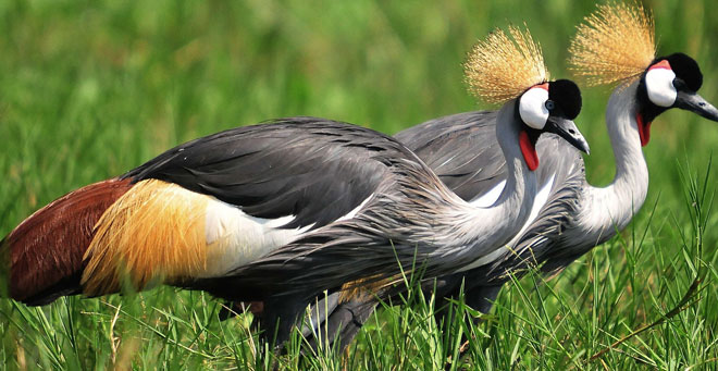 'Uganda's Crested Cranes face extinction